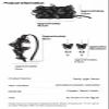 Barrettes view 3