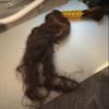 16inch #4/27 Boho Braiding Hair Boho Hair for Braiding view 1