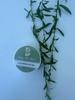 Dan the Best Cucumber Eye Gel 15ml view 1