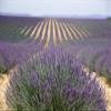 Ancient Clay Bath Lavender Zion Health 12 oz Container view 2