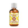 dve herbes Sweet Wormwood Essential Oil (Artemisia annua) Pure | Non-Sticky | Non-Greasy | Lightweight | Men & Women | All Skin Types | Steam Distilled 100ml (3.38 oz) view 1