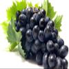 100% Pure Organic Clear Grapeseed Oil for Hair, Face, Skin & Nails. Near Odorless; Carrier Oil, Massage, Soap Making & Moisturizer; 4Oz view 4