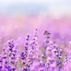 Earthborn Elements Lavender Epsom Salt, Infused with Essential Oil, Always Pure (1 Gallon) view 4