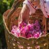 100% Pure Rose Water - Bulgarian, 500 Ml. view 2