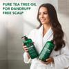 Botanic Hearth Tea Tree Shampoo and Conditioner Set | with 100% Pure Tea Tree Oil, for Itchy and Dry Scalp, Sulfate/Paraben Free | for Men and Women | 16 Fl Oz Each view 4