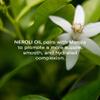 Odacit Anti Aging Serum Concentrate with Marula + Neroli, Elasticity Glow Recipe - Facial Oil for Hydration, Skin Texture & Visibly Smoother and More Supple Skin, 0.17 fl. oz view 4