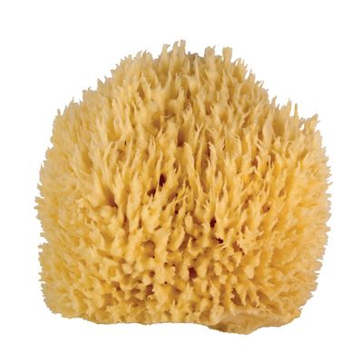 Whoa Daddy! Ultra Soft Large Sea Wool Bath Sponge